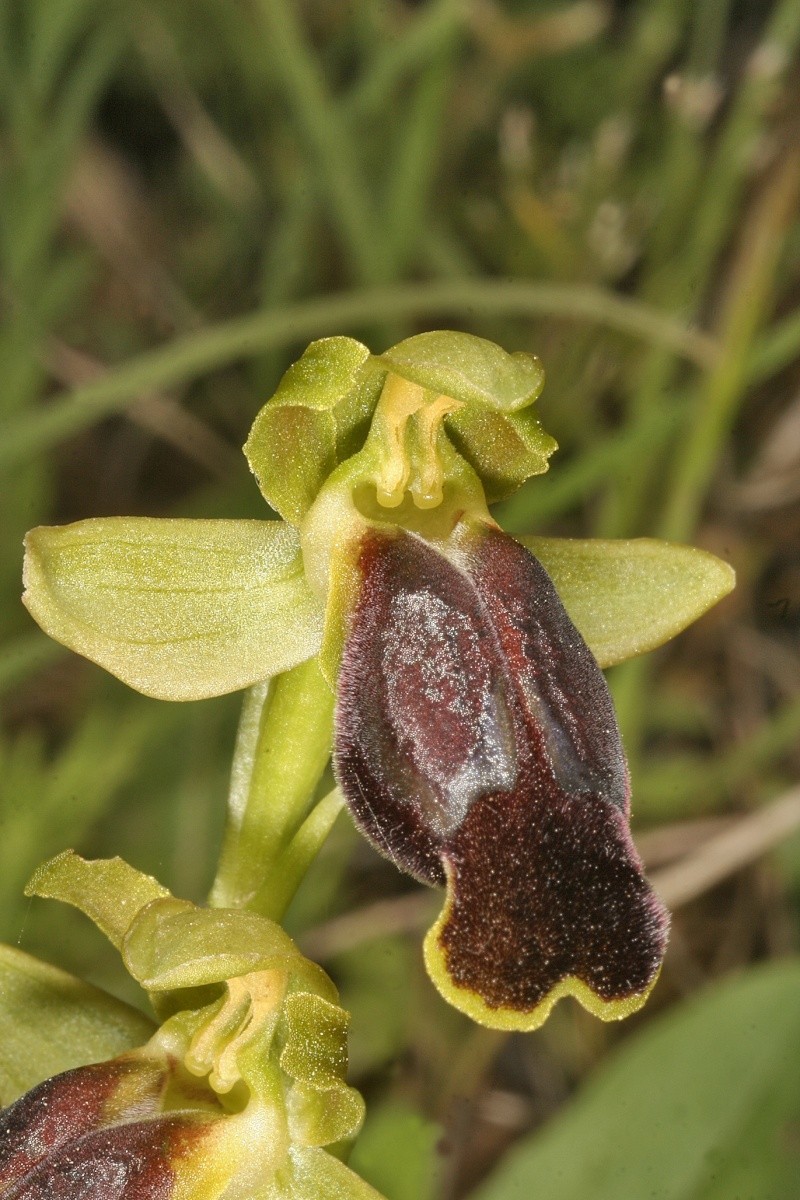 Sicile 2008 Ophrys39