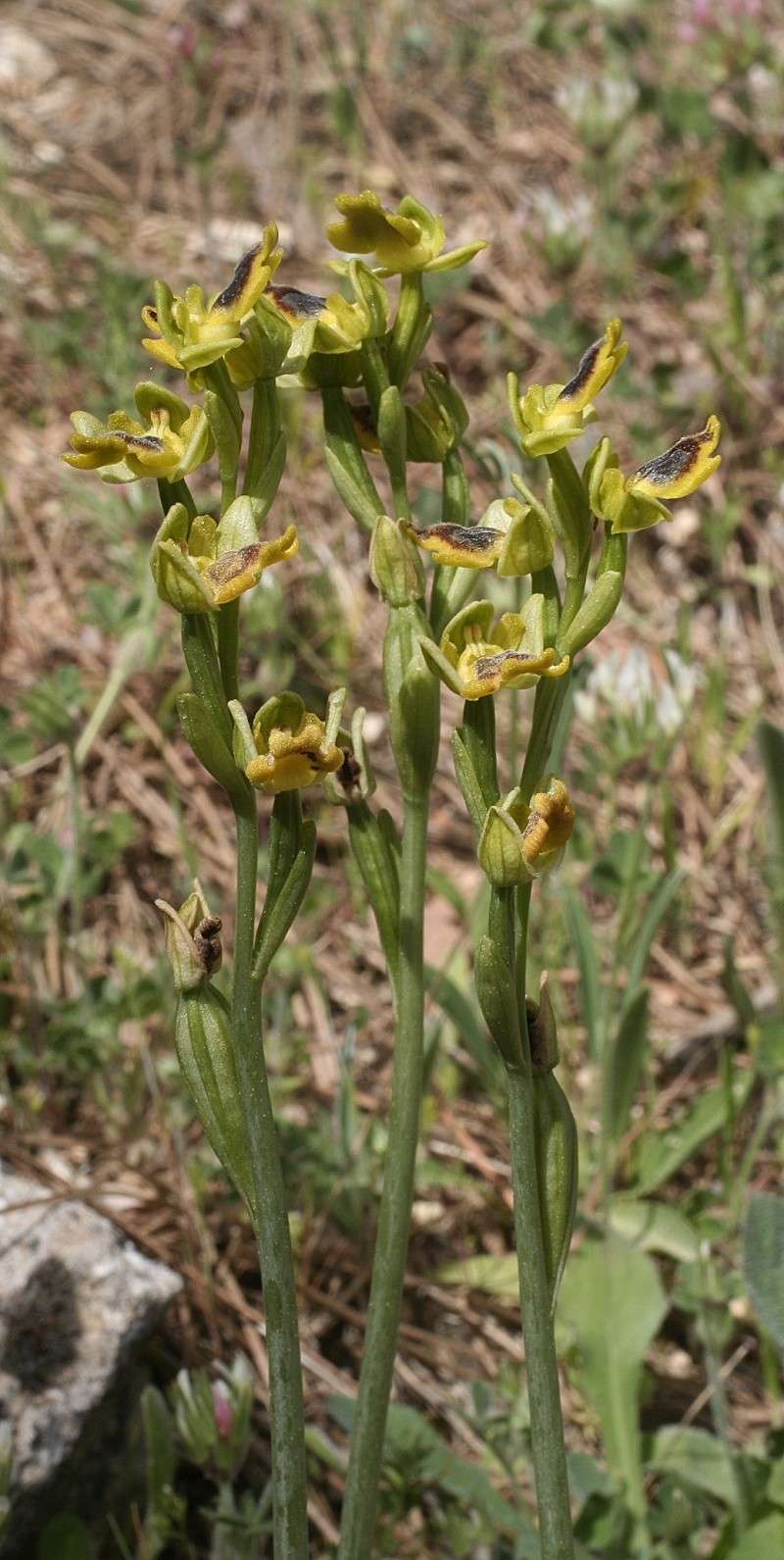 Sicile 2008 Ophrys41