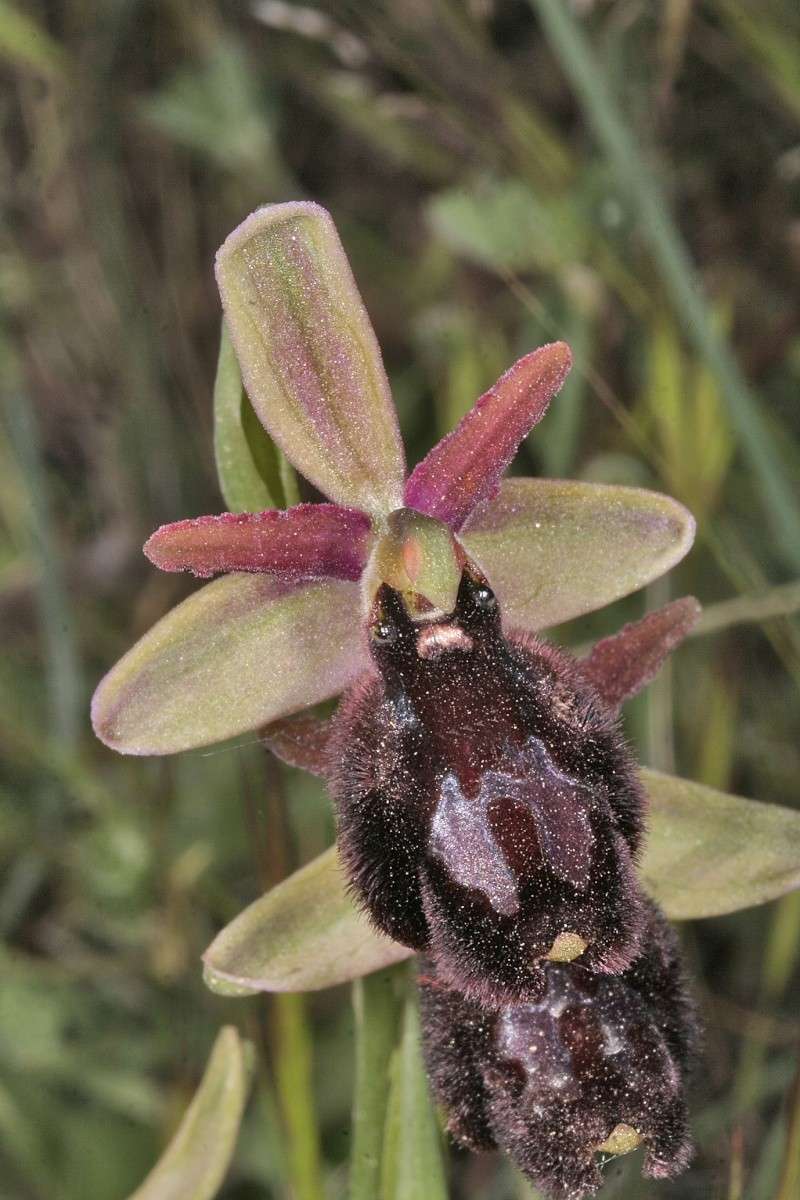 Sicile 2008 Ophrys46