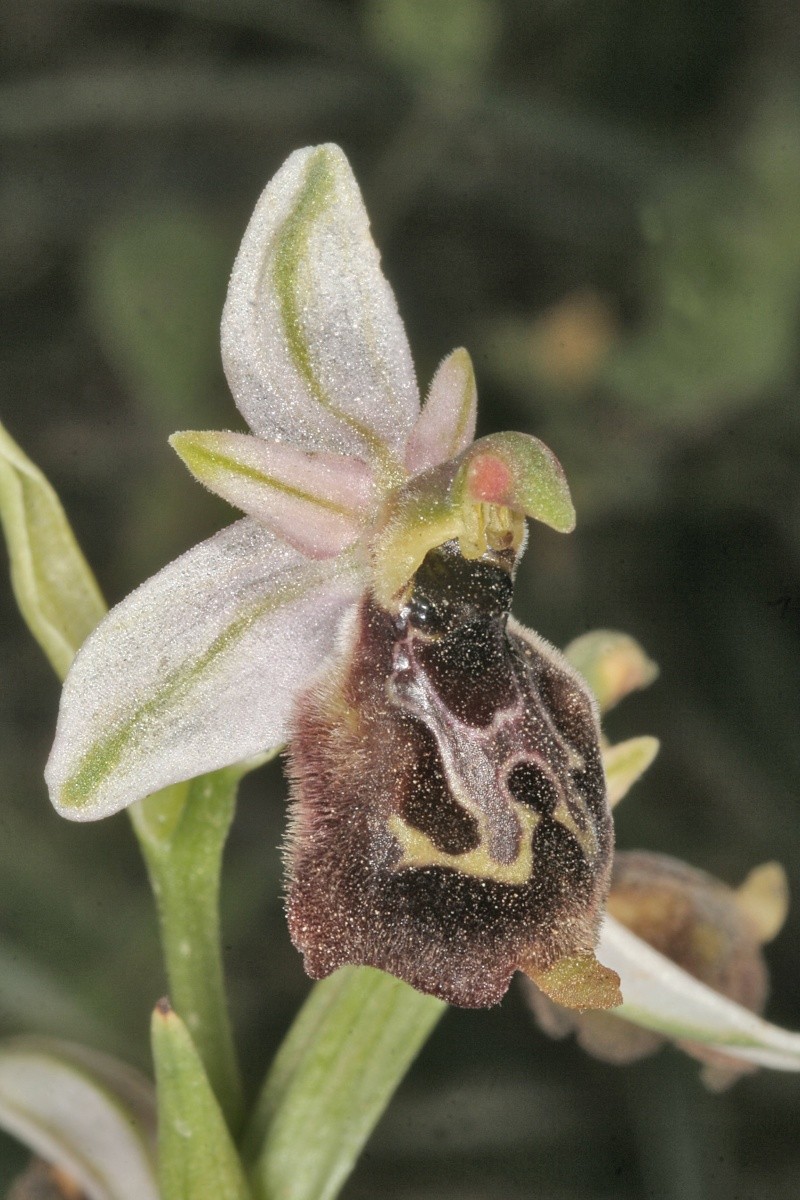 Sicile 2008 Ophrys49