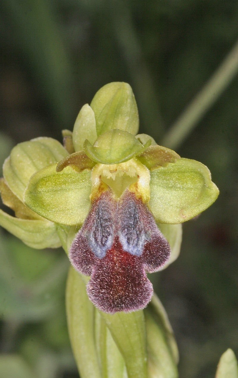 Sicile 2008 Ophrys53