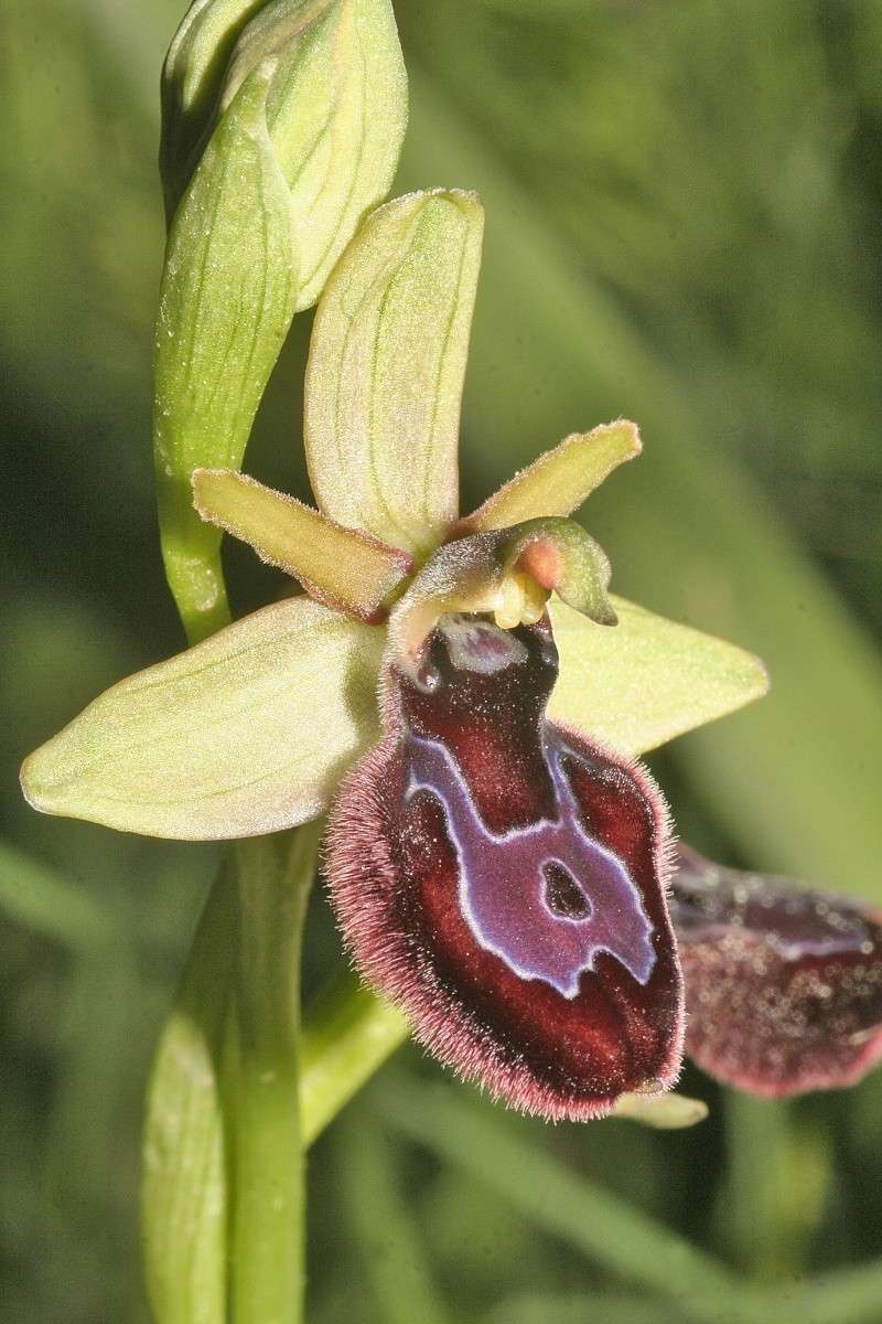 Sicile 2008 Ophrys55