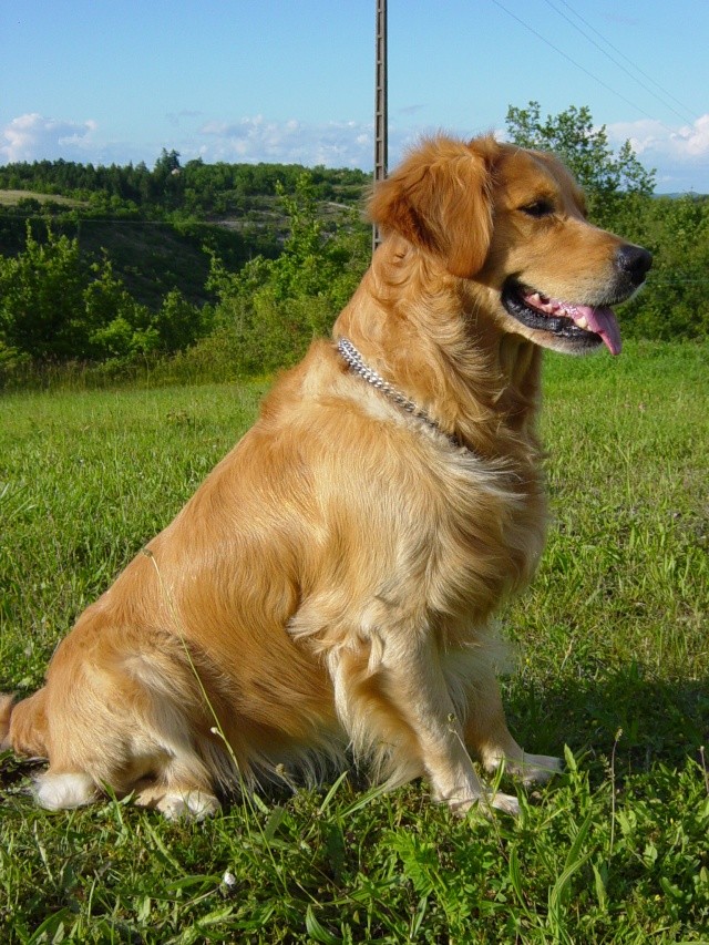 Shadow mon Golden Retriever Shadow13