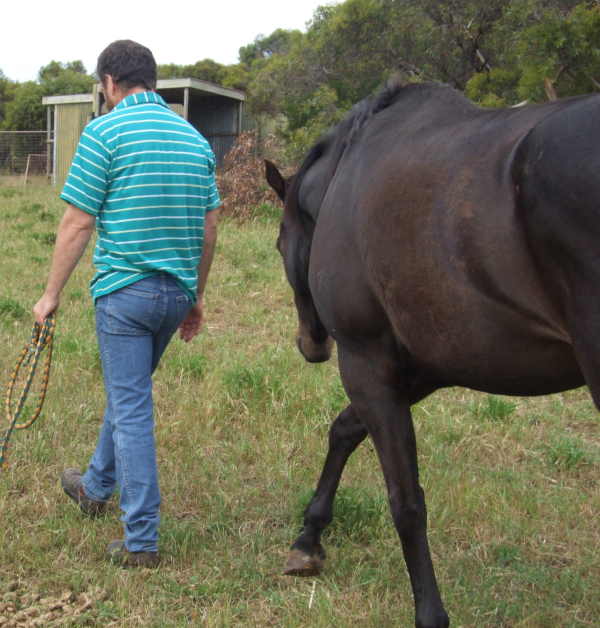 TB Gelding For Sale - $400 - PORT LINCOLN Brodie11