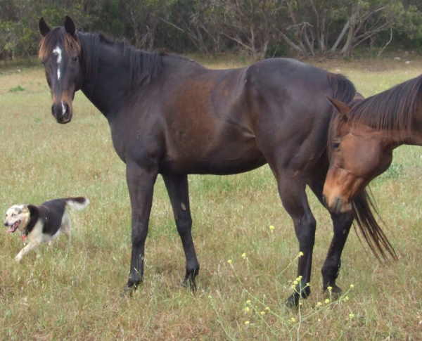 TB Gelding For Sale - $400 - PORT LINCOLN Brodie12