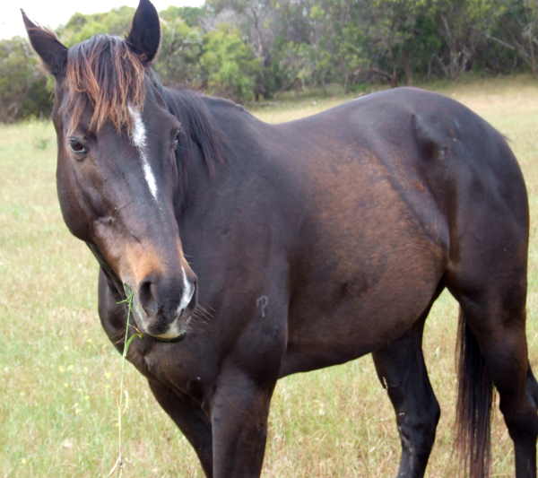 TB Gelding For Sale - $400 - PORT LINCOLN Brodie13