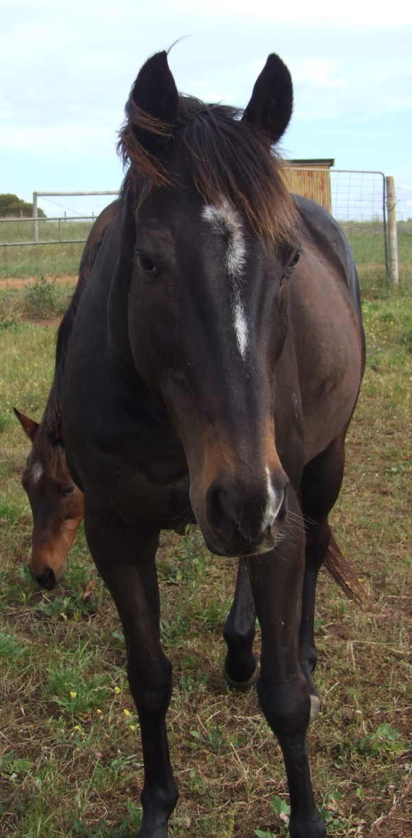 TB Gelding For Sale - $400 - PORT LINCOLN Brodie15