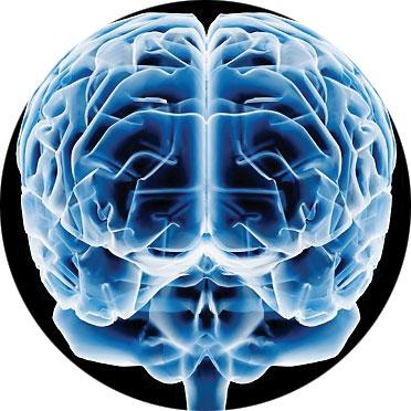 Los cerebros de mujeres y hombres, con diferencias anatmicas claves Cerebr10
