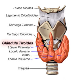 TIROIDES....E HIPOTIROIDISMO Glandu27