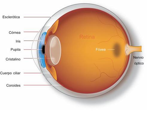 RETINOSIS PIGMENTARIA Ojo10