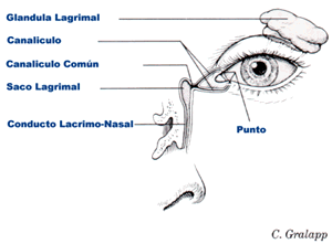 *SINDROME DE OJO SECO*-SOS- Ojo11