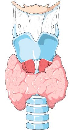 TIROIDES....E HIPOTIROIDISMO Titoid14