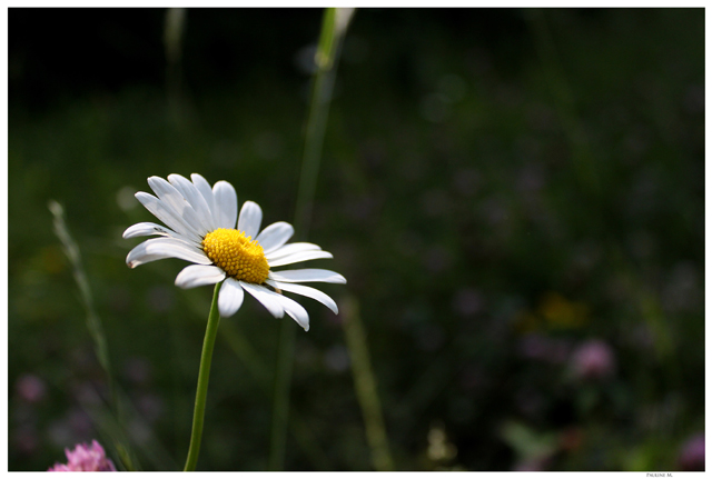 [Photo] Tranis - Dans l'air breton. - Page 5 Img_8611