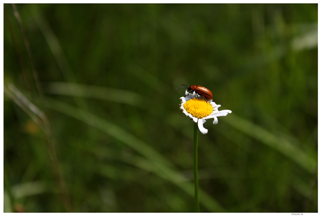 [Photo] Tranis - Dans l'air breton. - Page 5 Img_8613