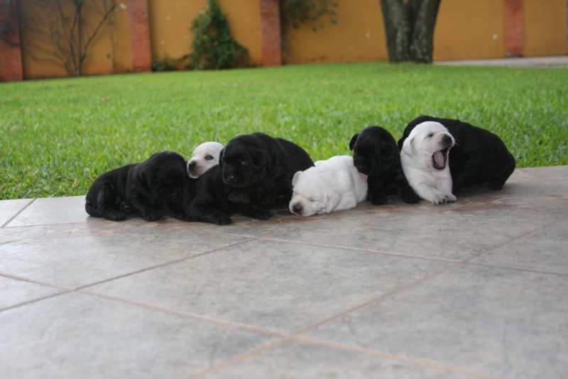 Vendo hermosos cachorritos labradores!!! Foro111