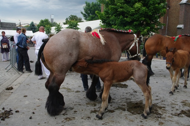Concours chevaux de trait à Chapon-Seraing Imgp1218