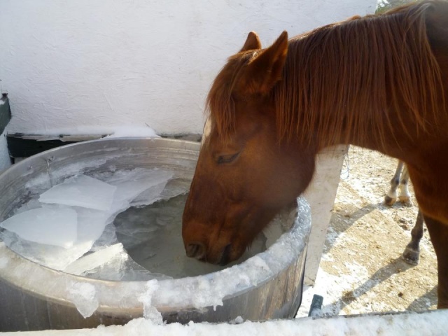 Le sol est gelé, que faire de mon cheval ? 42542910