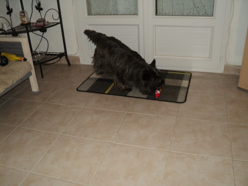 VANILLE WESTIE FEMELLE CHEZ GEGE - Page 22 Dsc02727