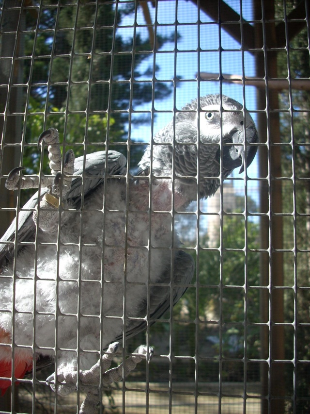 Los Yacos de La Casa de Coko Casaco10