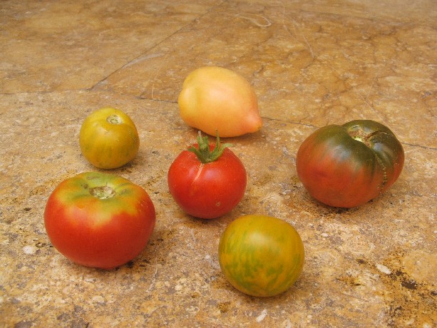 tomatesssssssssssss Tomate11