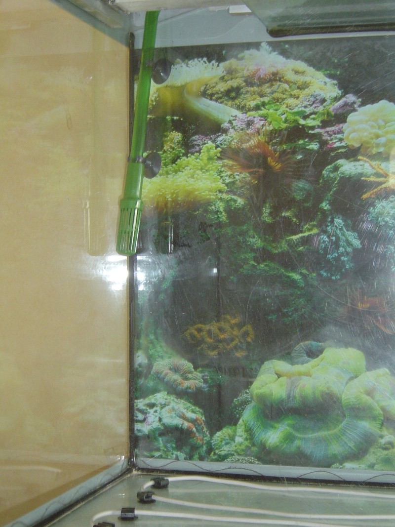 Mon aquarium Dsc02514