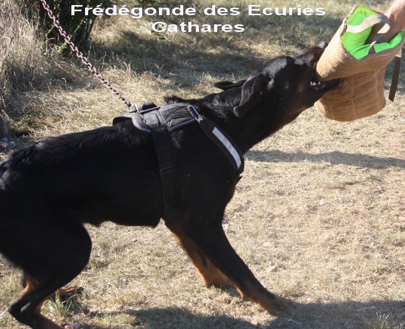 Fred et Faust au mordant 800img52