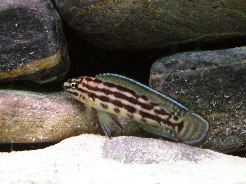  Julidochromis transcriptus .... P4140011