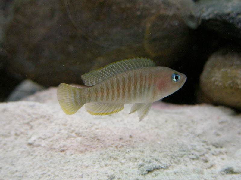 (Tanganyika) Neolamprologus multifasciatus & Julidochromis transcriptus P4140018