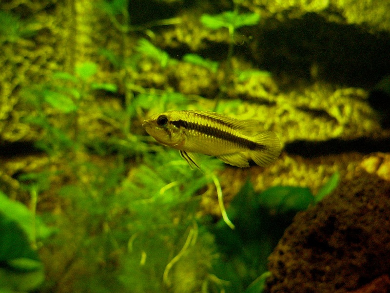   apistogramma Pb180011