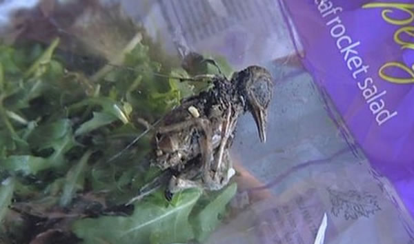 Encuentra ave muerta en ensalada comprada en Supermercado  Pajaro10