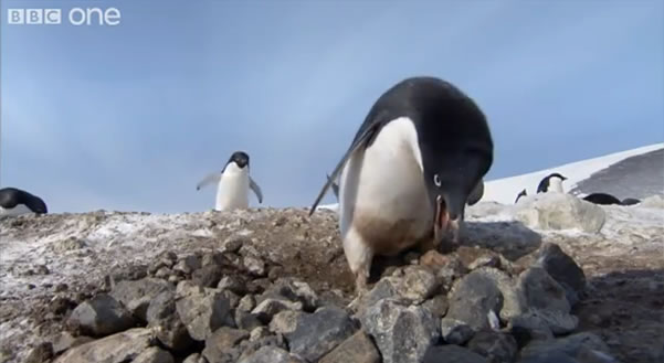 El pingüino ladrón de piedras en la Antártida (Video) Pingui10