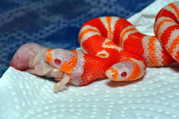 Una rara serpiente albina de dos cabezas comiendo por primera vez  Serpie12