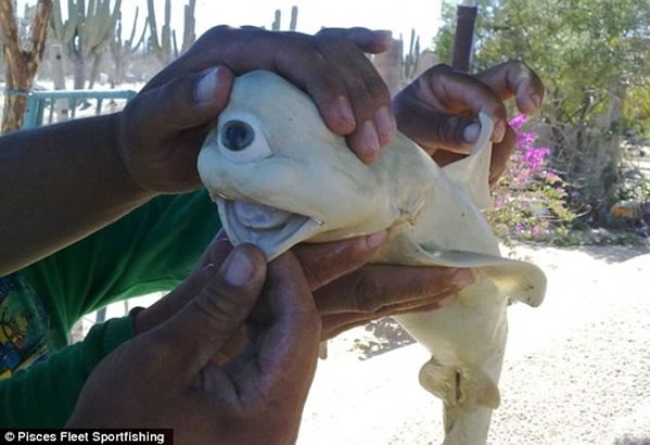 El tiburón albino encontrado con un solo ojo es REAL (Fotos)  Tiburo10