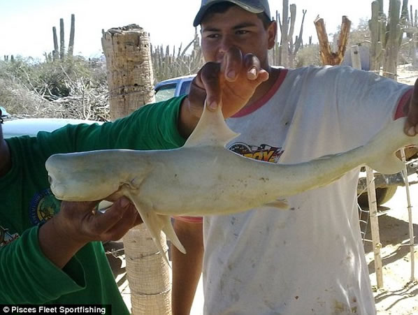 El tiburón albino encontrado con un solo ojo es REAL (Fotos)  Tiburo11