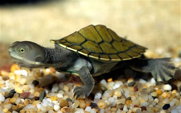 ¿Sabías que las tortugas se comunican antes de la eclosión?  Tortug10
