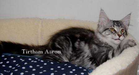 Koleksi Foto Maine Coon Tirtham Cattery D964a910