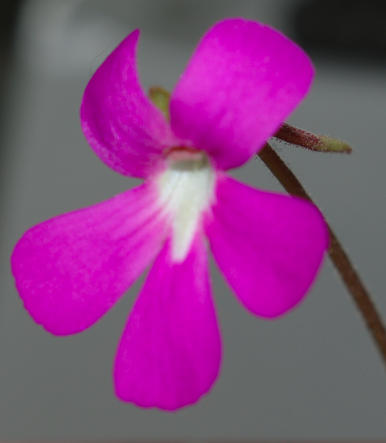 pinguicula weser et fleur Image_12