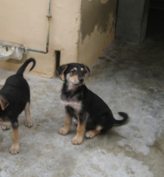 Zipi & Zape.  Cachorritos x Pastor Alemán. 2 meses 3_cach11