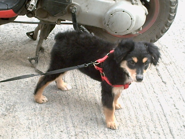 Chipi.  Macho. x Pastor Alemán.5 meses Chipi_10