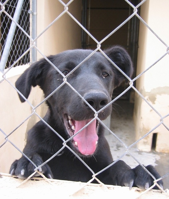 Duna. X Labradora. 5 meses. Duna2_10