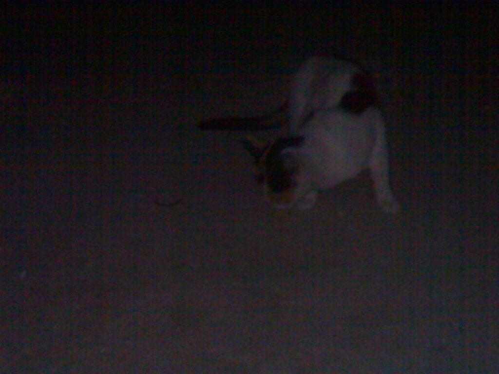 صور القط الاسود  في الظلام 20110932