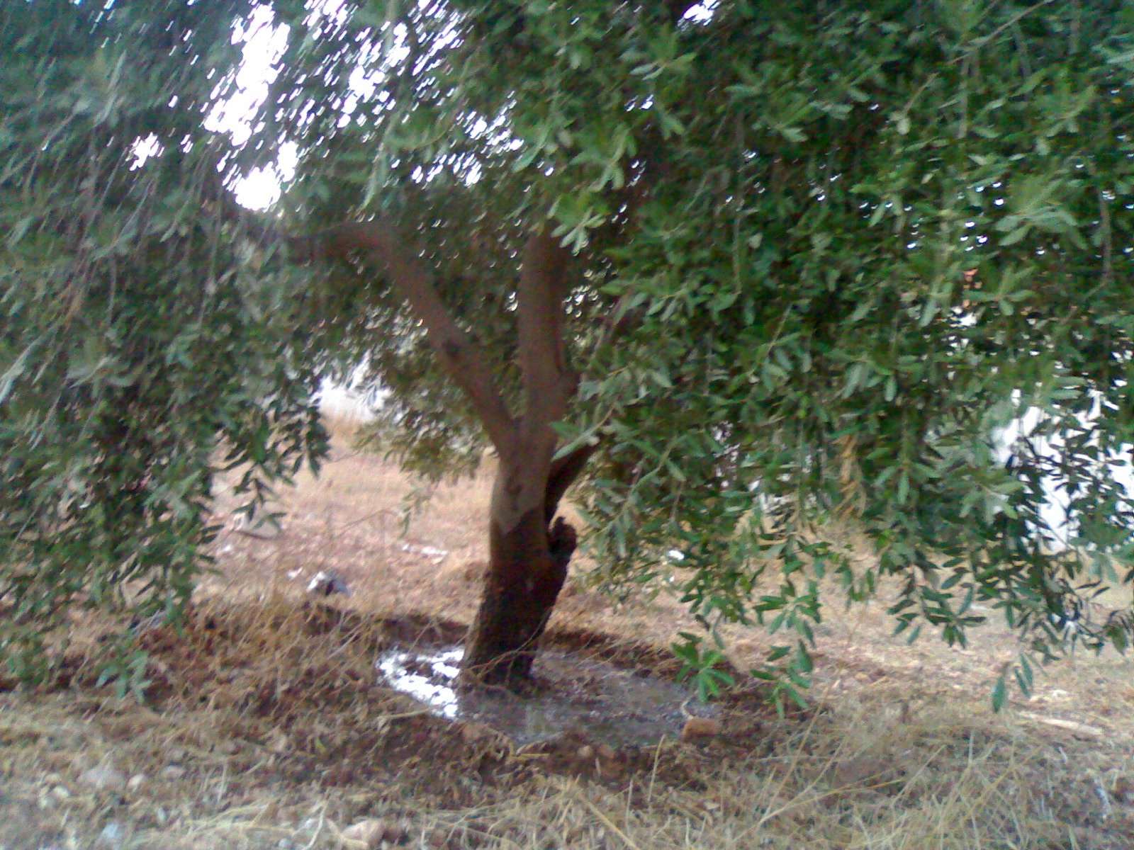 صور الاشجار والزراعة في القرية 20110985