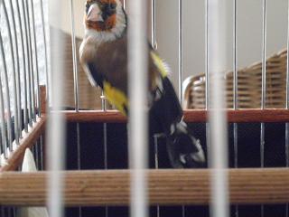  الحسون الكبير لسايبيريا  Carduelis carduelis major P9250312