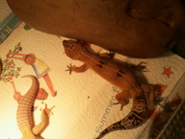 mes geckos 2011-025