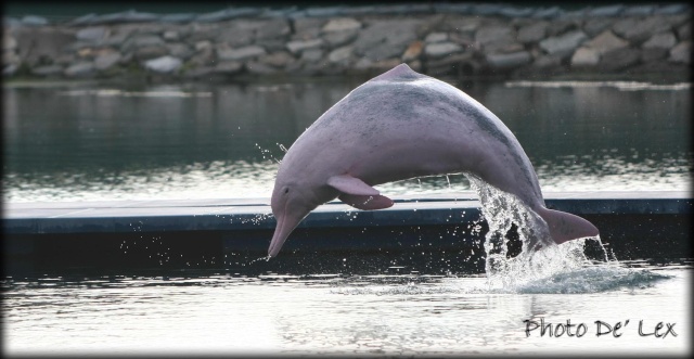 Pink dolphin taken in SENTOSA Pinkdo11