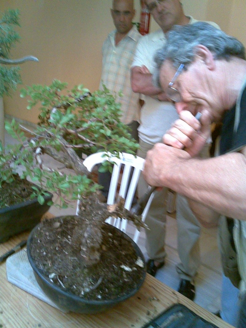 EXPOSICION DE BENALMADENA,AMIGOS DEL BONSAI. - Página 3 24052015