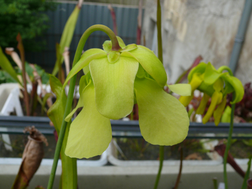 Bibliothèque fleurs de sarracenia.. P1030715
