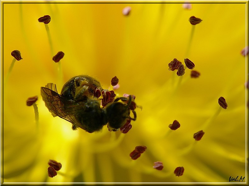 les fleurs ont la parole!!! Butina10