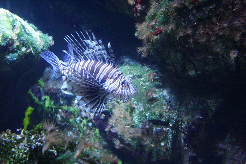 aquarium de La Rochelle 03072047