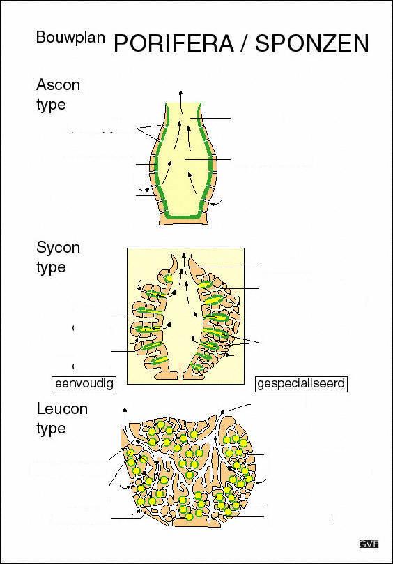 Phylum des Porifera Il014_10